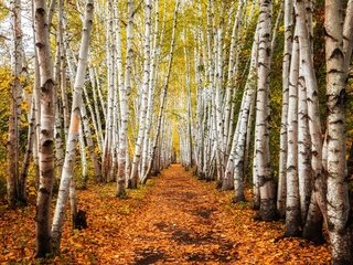 Обои деревья, дорожка, стволы, березы, осень, роща, trees, track, trunks, birch, autumn, grove разрешение 3840x2160 Загрузить