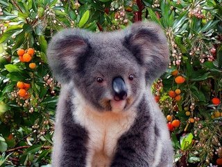Обои деревья, природа, животные, фрукты, коала, trees, nature, animals, fruit, koala разрешение 7087x5315 Загрузить