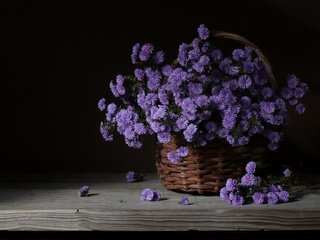 Обои доска, темный фон, хризантемы, корзинка, board, the dark background, chrysanthemum, basket разрешение 2048x1281 Загрузить