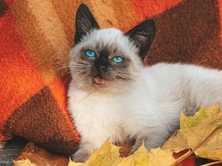 Обои листья, сиамская кошка, кот, мордочка, осень, котенок, белый, голубые глаза, плед, leaves, siamese cat, cat, muzzle, autumn, kitty, white, blue eyes, plaid разрешение 3000x2000 Загрузить
