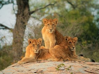 Обои львы, львята, lions, the cubs разрешение 3840x2560 Загрузить