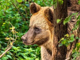 Обои морда, портрет, медведица, face, portrait, bear разрешение 3072x2044 Загрузить