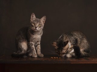 Обои мордочка, взгляд, котенок, кошки, котята, корм, muzzle, look, kitty, cats, kittens, food разрешение 2000x1333 Загрузить