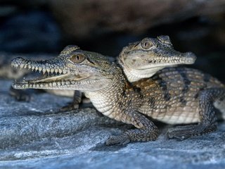 Обои пара, два, крокодил, крокодилы, детеныши, pair, two, crocodile, crocodiles, cubs разрешение 5678x3696 Загрузить