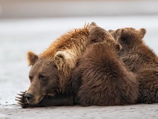 Обои природа, фон, медведи, nature, background, bears разрешение 3840x2160 Загрузить