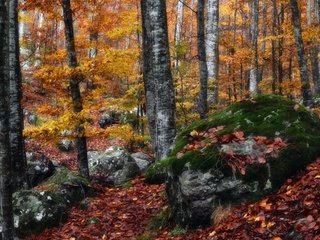 Обои природа, лес, nature, forest разрешение 3840x2160 Загрузить