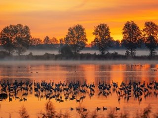 Обои река, туман, осень, птицы, river, fog, autumn, birds разрешение 2048x1265 Загрузить