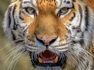 Обои тигр, морда, взгляд, крупный план, дикая кошка, tiger, face, look, close-up, wild cat разрешение 2048x1280 Загрузить