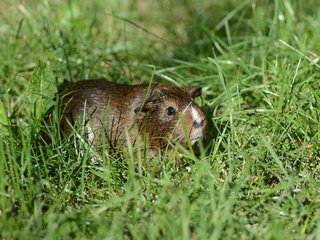 Обои трава, лето, грызун, морская свинка, grass, summer, rodent, guinea pig разрешение 4776x3184 Загрузить
