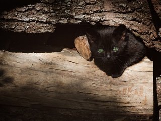 Обои дерево, бревно, кошка, выглядывает, взгляд, котенок, черный, мордашка, зеленые глаза, кора, tree, log, cat, peeps, look, kitty, black, face, green eyes, bark разрешение 3840x2160 Загрузить