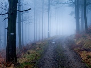 Обои дорога, деревья, природа, лес, туман, осень, road, trees, nature, forest, fog, autumn разрешение 3674x2449 Загрузить
