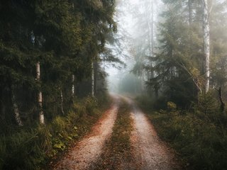 Обои дорога, лес, туман, осень, road, forest, fog, autumn разрешение 3840x2160 Загрузить