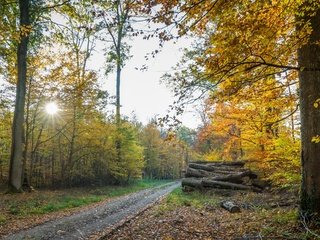 Обои дорога, осень, дрова, road, autumn, wood разрешение 3840x2160 Загрузить