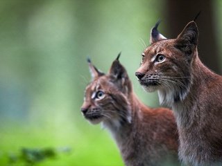 Обои фон, рысь, пара, дикие кошки, background, lynx, pair, wild cats разрешение 2048x1365 Загрузить