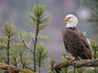 Обои хвоя, ветки, птица, сосна, боке, белоголовый орлан, needles, branches, bird, pine, bokeh, bald eagle разрешение 6144x4098 Загрузить