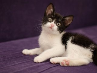 Обои кошка, взгляд, котенок, лежит, ткань, чёрно-белый, cat, look, kitty, lies, fabric, black and white разрешение 2880x1620 Загрузить