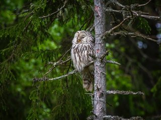 Обои сова, лес, ветки, птица, ель, неясыть, длиннохвостая неясыть, owl, forest, branches, bird, spruce, the ural owl разрешение 3840x2504 Загрузить