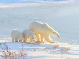 Обои свет, белый медведь, снег, медвежонок, зима, медведь, прогулка, малыши, тени, медведи, light, polar bear, snow, winter, bear, walk, kids, shadows, bears разрешение 2000x1335 Загрузить