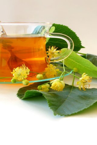 Обои чай, соцветия, листики, tea, inflorescence, leaves разрешение 1920x1200 Загрузить