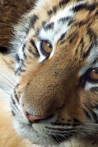 Обои тигр, морда, взгляд, маленький, тигренок, детеныш, tiger, face, look, small, cub разрешение 1920x1200 Загрузить