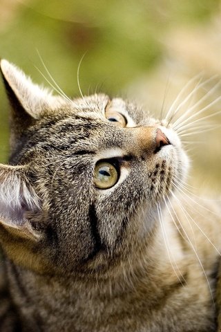 Обои кот, кошка, кошаки, обоя, cat, koshak, wallpaper разрешение 2560x1600 Загрузить