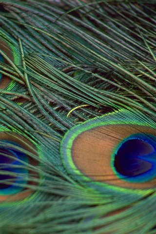 Обои павлин, перья, peacock, feathers разрешение 1920x1200 Загрузить