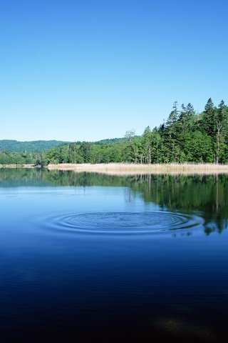 Обои озеро, лес, круги, бульк, lake, forest, circles, plop разрешение 1920x1200 Загрузить