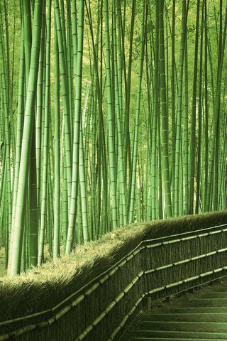 Обои зелень, япония, бамбук, greens, japan, bamboo разрешение 1920x1200 Загрузить