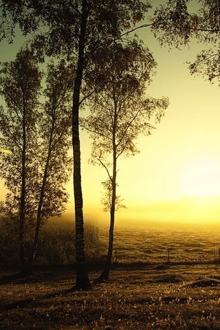 Обои деревья, солнце, поле, березы, осень, trees, the sun, field, birch, autumn разрешение 1920x1200 Загрузить