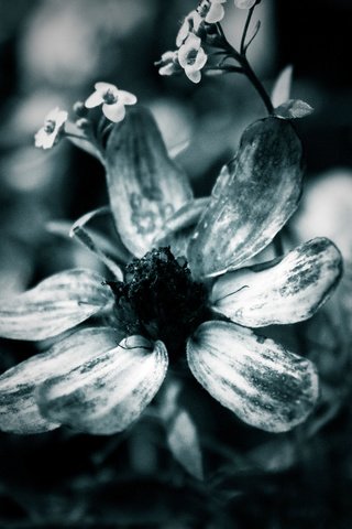 Обои макро, цветок, лепестки, чёрно-белое, macro, flower, petals, black and white разрешение 1920x1200 Загрузить