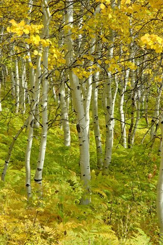 Обои деревья, березы, осень, красота, роща, trees, birch, autumn, beauty, grove разрешение 4288x2848 Загрузить