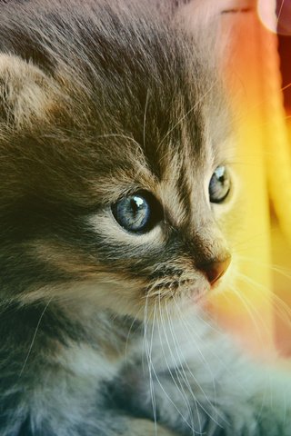 Обои глаза, кот, котенок, голубые, eyes, cat, kitty, blue разрешение 2286x1520 Загрузить