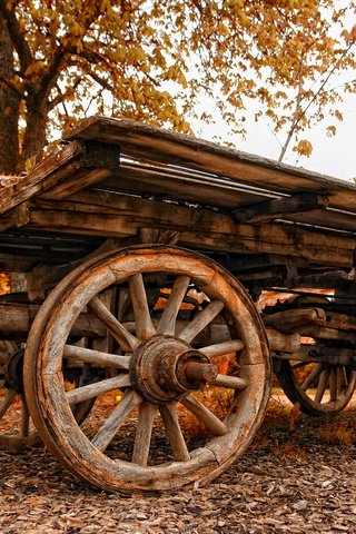 Обои осень, старый, повозка, autumn, old, wagon разрешение 1920x1200 Загрузить