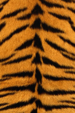 Обои тигр, полоски, шкура, мех, полосатый, tiger, strips, skin, fur, striped разрешение 1920x1200 Загрузить