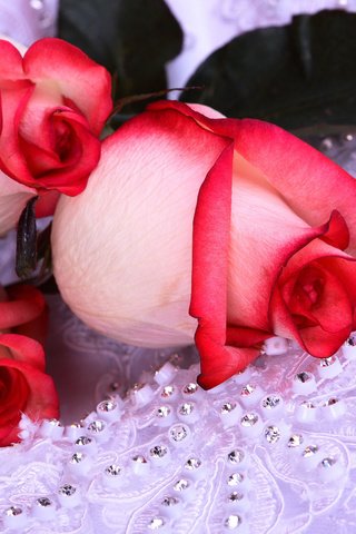 Обои цветы, розы, flowers, roses разрешение 2560x1600 Загрузить