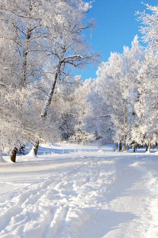 Обои деревья, снег, дорожка, trees, snow, track разрешение 2560x1600 Загрузить