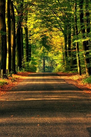 Обои дорога, деревья, природа, обои, лес, асфальт, road, trees, nature, wallpaper, forest, asphalt разрешение 1920x1200 Загрузить
