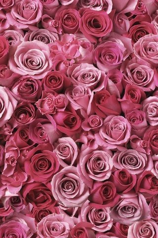 Обои цветы, бутоны, розы, лепестки, розовые, россыпь, flowers, buds, roses, petals, pink, placer разрешение 2000x1307 Загрузить