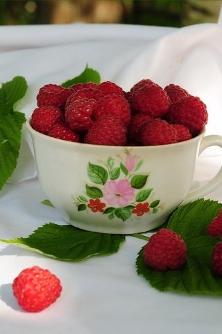 Обои малина, кружка, листики, raspberry, mug, leaves разрешение 2048x1536 Загрузить