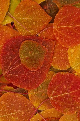 Обои листья, капли, осень, leaves, drops, autumn разрешение 2560x1600 Загрузить