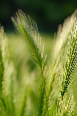 Обои трава, nature pictures, fields, природа, обои, макро, поле, зерна, колосья, пшеница, grass, nature, wallpaper, macro, field, grain, ears, wheat разрешение 2560x1600 Загрузить