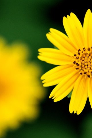 Обои желтый, фокус камеры, цветок, резкость, yellow, the focus of the camera, flower, sharpness разрешение 2560x1600 Загрузить