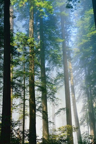 Обои деревья, лес, туман, стволы, trees, forest, fog, trunks разрешение 1920x1080 Загрузить