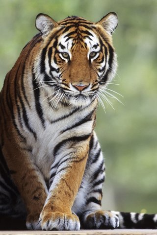 Обои тигр, животные, кошки, tiger, animals, cats разрешение 1920x1080 Загрузить