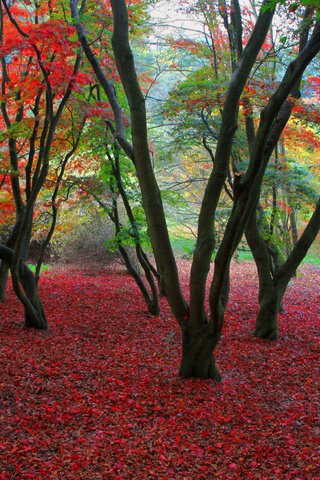 Обои деревья, листва, осень, trees, foliage, autumn разрешение 1920x1080 Загрузить