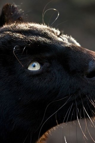 Обои кошка, хищник, пантера, взглеад, cat, predator, panther, vzglead разрешение 1920x1200 Загрузить