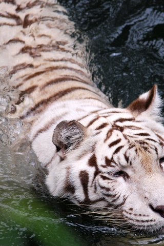 Обои тигр, вода, белый, tiger, water, white разрешение 1920x1200 Загрузить