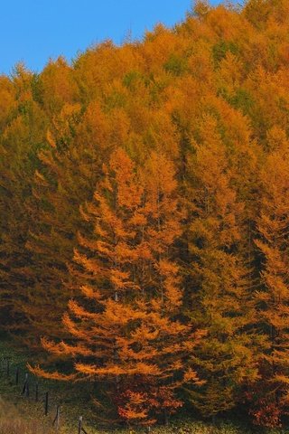 Обои деревья, лес, осень, япония, trees, forest, autumn, japan разрешение 2560x1600 Загрузить