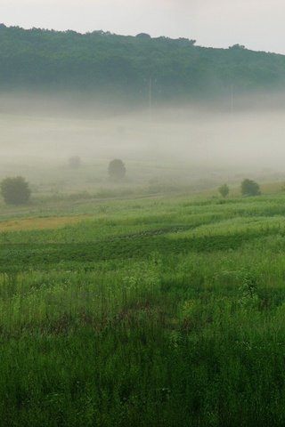 Обои трава, деревья, зелёный, туман, grass, trees, green, fog разрешение 3200x1200 Загрузить