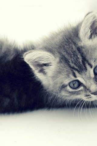 Обои кот, кошка, котенок, маленький, серый, полосатик, cat, kitty, small, grey, pinstripes разрешение 2560x1600 Загрузить